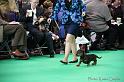 Crufts2011_2 843